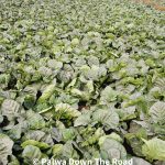 جامپوری تمباکو