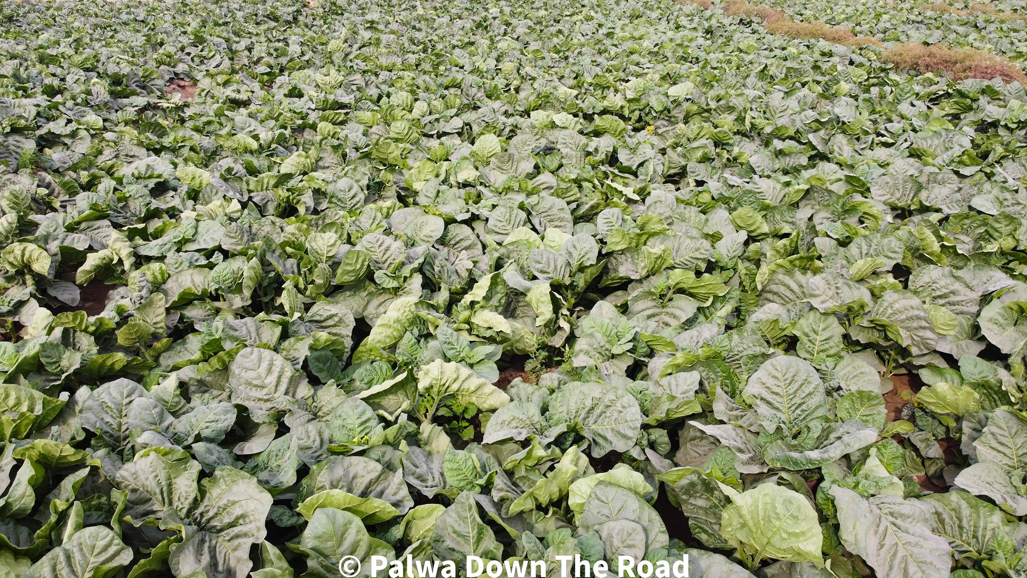 جامپوری تمباکو