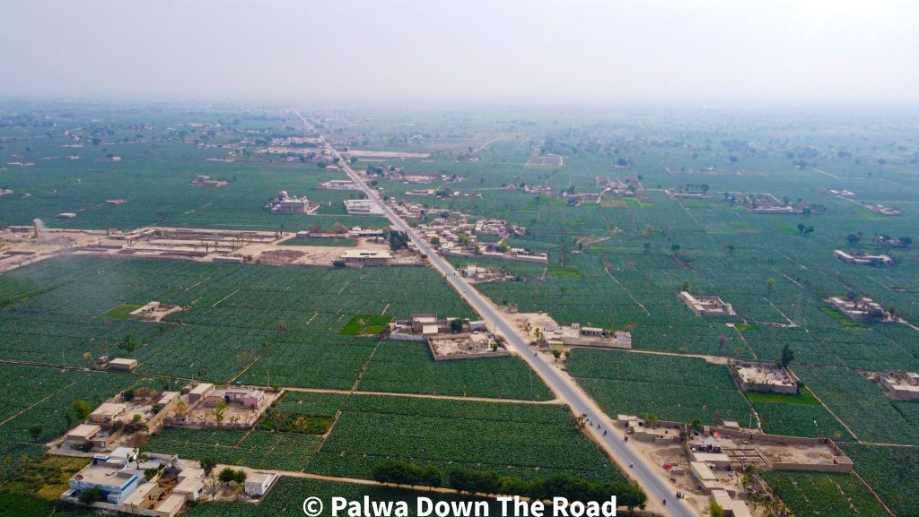 جامپوری تمباکو