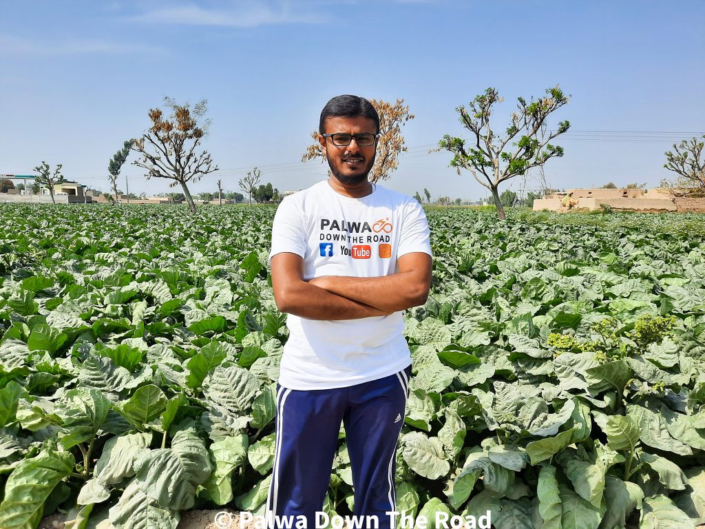 جامپوری تمباکو