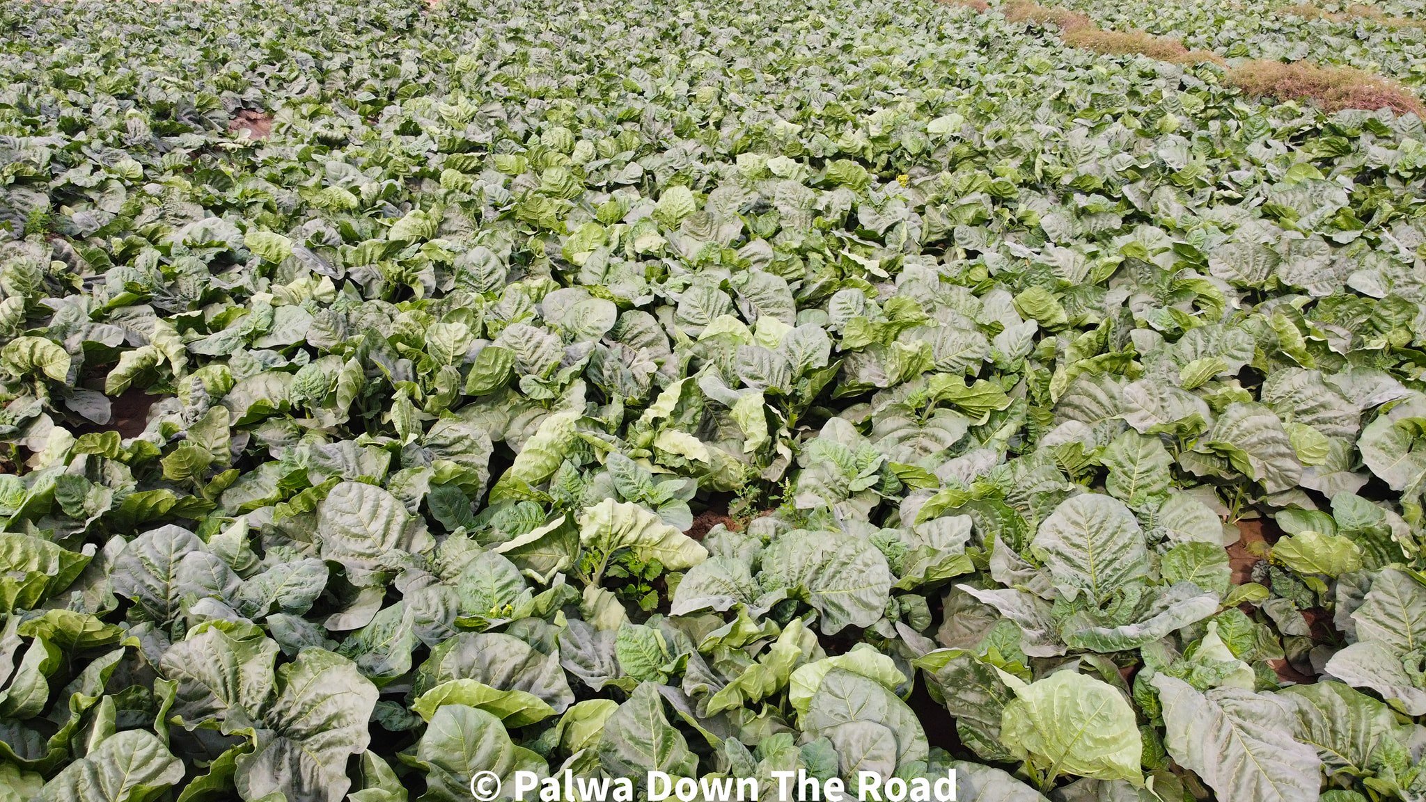 جامپوری تمباکو