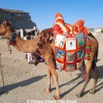 استال اونٹ لائبریری