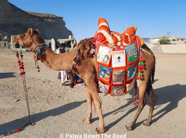 استال اونٹ لائبریری